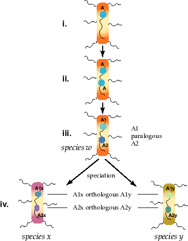 Orthologous Genes